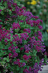 Artist Purple Flossflower (Ageratum 'Agmontis') at The Green Spot Home & Garden