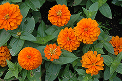 Magellan Orange Zinnia (Zinnia 'Magellan Orange') at The Green Spot Home & Garden
