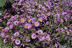 Woods Purple Aster (Symphyotrichum 'Woods Purple') at The Green Spot Home & Garden