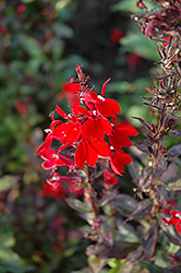 Queen Victoria Lobelia (Lobelia 'Queen Victoria') at The Green Spot Home & Garden