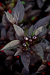 Black Pearl Ornamental Pepper (Capsicum annuum 'Black Pearl') at The Green Spot Home & Garden