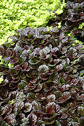 Black Scallop Bugleweed (Ajuga reptans 'Black Scallop') at The Green Spot Home & Garden