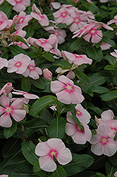 Titan Icy Pink Vinca (Catharanthus roseus 'Titan Icy Pink') at The Green Spot Home & Garden