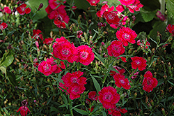 Ideal Select Red Pinks (Dianthus 'Ideal Select Red') at The Green Spot Home & Garden