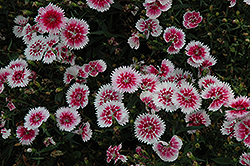 Ideal Select Whitefire Pinks (Dianthus 'Ideal Select Whitefire') at The Green Spot Home & Garden