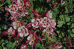 Origami Rose and White Columbine (Aquilegia 'Origami Rose and White') at The Green Spot Home & Garden