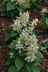 Vista White Sage (Salvia splendens 'PAS3296') at The Green Spot Home & Garden