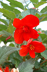 Illumination Orange Begonia (Begonia 'Illumination Orange') at The Green Spot Home & Garden