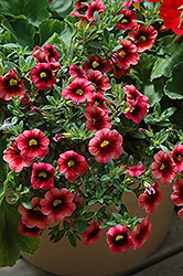 Superbells Coralberry Punch Calibrachoa (Calibrachoa 'Superbells Coralberry Punch') at The Green Spot Home & Garden