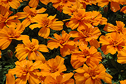 Safari Tangerine Marigold (Tagetes patula 'Safari Tangerine') at The Green Spot Home & Garden