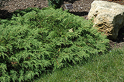 Russian Cypress (Microbiota decussata) at The Green Spot Home & Garden