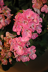 Dynamo Light Pink Geranium (Pelargonium 'Dynamo Light Pink') at The Green Spot Home & Garden