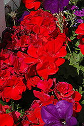 Dynamo Red Geranium (Pelargonium 'Dynamo Red') at The Green Spot Home & Garden