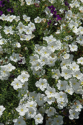 White Robe Cupflower (Nierembergia scoparia 'White Robe') at The Green Spot Home & Garden