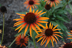 Flame Thrower Coneflower (Echinacea 'Flame Thrower') at The Green Spot Home & Garden