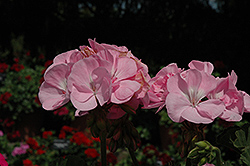 Fantasia Pink Shell Geranium (Pelargonium 'Fantasia Pink Shell') at The Green Spot Home & Garden