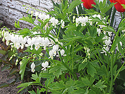 White Bleeding Heart (Dicentra spectabilis 'Alba') at The Green Spot Home & Garden