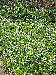 Sweet Woodruff (Galium odoratum) at The Green Spot Home & Garden