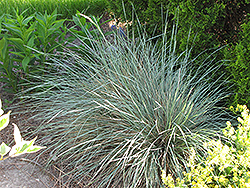 Sapphire Blue Oat Grass (Helictotrichon sempervirens 'Sapphire') at The Green Spot Home & Garden