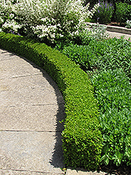 Green Velvet Boxwood (Buxus 'Green Velvet') at The Green Spot Home & Garden