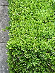Green Velvet Boxwood (Buxus 'Green Velvet') at The Green Spot Home & Garden
