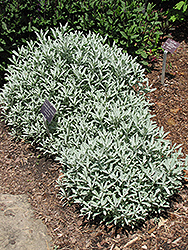 Silver King Artemisia (Artemisia ludoviciana 'Silver King') at The Green Spot Home & Garden