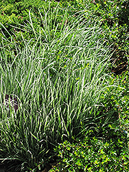 Variegated Oat Grass (Arrhenatherum elatum 'Variegatum') at The Green Spot Home & Garden