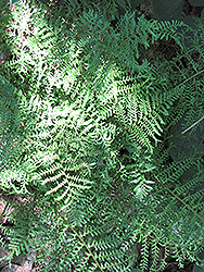Male Fern (Dryopteris filix-mas) at The Green Spot Home & Garden