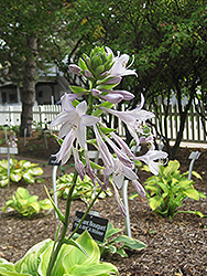 Fragrant Bouquet Hosta (Hosta 'Fragrant Bouquet') at The Green Spot Home & Garden