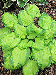 Stained Glass Hosta (Hosta 'Stained Glass') at The Green Spot Home & Garden