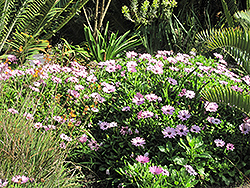 Soprano Light Purple African Daisy (Osteospermum 'Soprano Light Purple') at The Green Spot Home & Garden