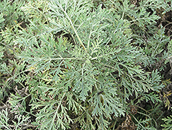 Powis Castle Artemesia (Artemisia 'Powis Castle') at The Green Spot Home & Garden