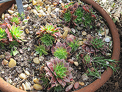 Hens And Chicks (Sempervivum tectorum) at The Green Spot Home & Garden