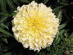Vanilla Marigold (Tagetes erecta 'Vanilla') at The Green Spot Home & Garden
