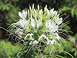 Sparkler White Spiderflower (Cleome hassleriana 'Sparkler White') at The Green Spot Home & Garden