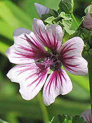 Zebrina Mallow (Malva sylvestris 'Zebrina') at The Green Spot Home & Garden