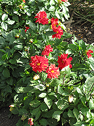 Figaro Red Shades Dahlia (Dahlia 'Figaro Red Shades') at The Green Spot Home & Garden