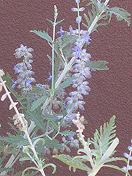 Blue Spire Russian Sage (Perovskia 'Blue Spire') at The Green Spot Home & Garden
