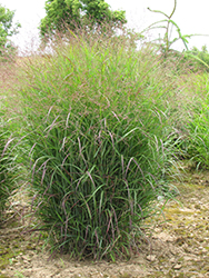 Prairie Sky Switch Grass (Panicum virgatum 'Prairie Sky') at The Green Spot Home & Garden