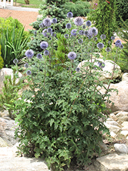 Veitch's Blue Globe Thistle (Echinops ritro 'Veitch's Blue') at The Green Spot Home & Garden