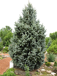 Iseli Fastigiate Spruce (Picea pungens 'Iseli Fastigiata') at The Green Spot Home & Garden