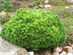 Mops Mugo Pine (Pinus mugo 'Mops') at The Green Spot Home & Garden