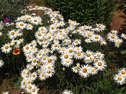 Crazy Daisy Shasta Daisy (Leucanthemum x superbum 'Crazy Daisy') at The Green Spot Home & Garden