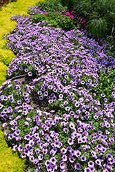 Supertunia Bordeaux Petunia (Petunia 'Supertunia Bordeaux') at The Green Spot Home & Garden