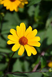 Summer Nights False Sunflower (Heliopsis helianthoides 'Summer Nights') at The Green Spot Home & Garden