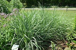 Indian Grass (Sorghastrum nutans) at The Green Spot Home & Garden