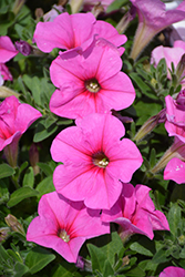 Potunia Plus Pinkalicious Petunia (Petunia 'Potunia Plus Pinkalicious') at The Green Spot Home & Garden