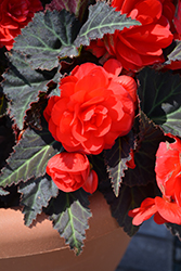 Nonstop Mocca Cherry Begonia (Begonia 'Nonstop Mocca Cherry') at The Green Spot Home & Garden