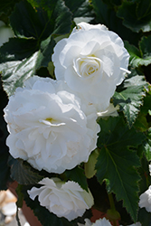 Nonstop White Begonia (Begonia 'Nonstop White') at The Green Spot Home & Garden