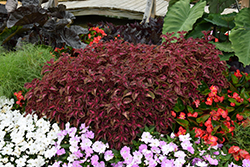 ColorBlaze Velveteen Coleus (Solenostemon scutellarioides 'Velveteen') at The Green Spot Home & Garden